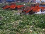 eceng-gondok-waduk-pluit_20150213_094420.jpg