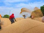 ekspor-beras-basmati.jpg