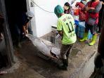 ekspor-komoditas-ikan-tuna-27-ton.jpg