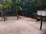 elang-bondol-pulau-kotok-besar_20170111_161133.jpg