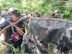 evakuasi-harimau-yang-masuk-perangkap-di-semendo-muaraenim.jpg