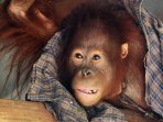 evakuasi-orangutan-di-kalbar-kembali-gagal_20151007_224340.jpg