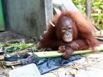 evakuasi-orangutan-di-kalbar_20151007_033707.jpg