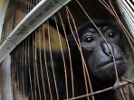 evakuasi-siamang-oleh-bbksda-riau_20180126_154232.jpg