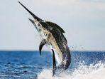 fakta-fakta-menarik-ikan-marlin-atau-sori.jpg