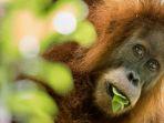 fakta-orangutan-2019-2.jpg