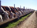 feedloter_20150625_194110.jpg