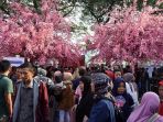 festival-budaya-sakura-matsuri_20180407_202501.jpg