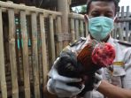 flu-burung-malaysia_20180815_135556.jpg