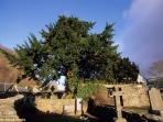 fortingall-yew_20151106_174324.jpg
