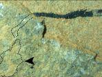 fosil-palaeospondylus-makhluk-aneh-mirip.jpg
