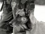 foto-ilustrasi-anjing-tentara-as.jpg