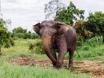 Gajah Domang dan Tari di TNTN akan Dapat KTP dari Gubernur Riau, Jadi Warga Kehormatan