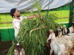foto-ilustrasi-kambing_1.jpg