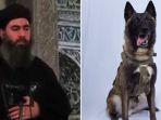foto-kanan-adalah-gambar-anjing-militer-yang-dirilis-as.jpg