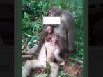 foto-pembunuhan-monyet_20180914_133229.jpg