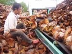 foto-pengolahan-sabut-kelapa.jpg