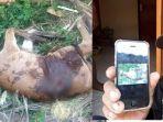foto-sapi-jantan-yang-mati-secara-misterius.jpg