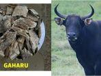 gaharu-dan-banteng-jawa-re.jpg