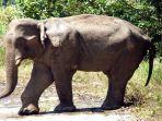 gajah-afrika.jpg