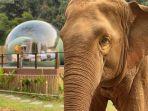 gajah-di-anantara-golden-triangle-elephant-camp-resort.jpg