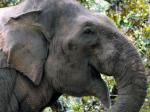 gajah-di-ragunan1.jpg