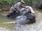 gajah-di-way-kambas_20160329_210629.jpg