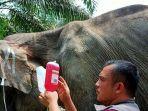 gajah-kurus-di-riau.jpg
