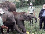 gajah-lahiran-pas-pandemi.jpg
