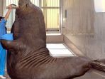 gajah-laut_20180525_183308.jpg