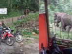 gajah-liar-mengamuk_20181105_093249.jpg