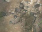 gajah-liar-tewas-tergelincir-dan-hanyut-di-air-terjun-haew-narok.jpg
