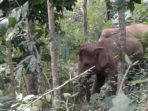 gajah-liar-turun-gunung-ke-derah-permukiman-di-semaka-tanggamus_20180213_121258.jpg
