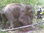 gajah-liar_20160103_231224.jpg