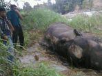 gajah-membusuk-di-bireuen.jpg