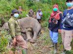 gajah-sakit-mati-di-bukit-apolo.jpg