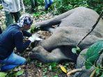 gajah-seling1.jpg