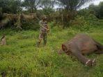 gajah-serambinewsqw.jpg