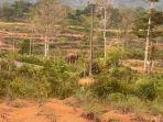 gajah-serang-padi1.jpg