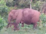 gajah-yang-masuk-ke-pemukiman.jpg