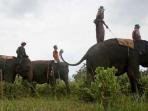 gajah_20160614_095408.jpg