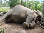 gajah_20180109_135129.jpg