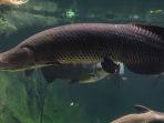gambar-ikan-arapaima-3.jpg
