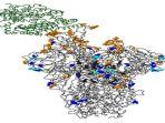 gambar-protein-lonjakan-strain-omicron.jpg