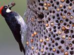 gambar-seekor-burung-pelatuk-yang-sedang-menyimpan-biji-pohon.jpg