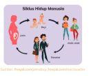 gambar-siklus-hidup-manusia.jpg