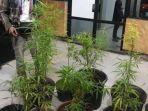 ganja-ditanam-di-pot-pekarangan-rumah.jpg