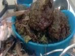 ganja-satu-kilogram_20180528_183301.jpg