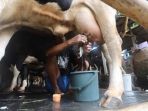 geliat-peternak-sapi-perah-pondok-ranggon-di-masa-pandemi_20201125_200432.jpg