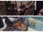gerebek-rumah-jagal-anjing-di-surabaya.jpg